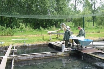 ROHART FISH FARMS: control, monitoring and supervision of 3 fish farms